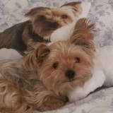 Entry image for Wriggley