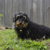 Entry image for Tilly