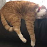 Entry image for Tonic