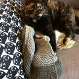 Entry image for Molly