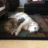 Entry image for Gigi & Roxi