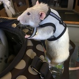 Entry image for Riker