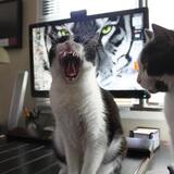 Entry image for Miss Fuzzy & Mickey