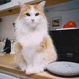 Entry image for Missy