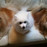 Entry image for Bijou, Bibi & Sugar