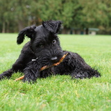 Entry image for Wanda