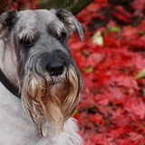 Entry image for Otto