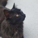 Entry image for Kitten