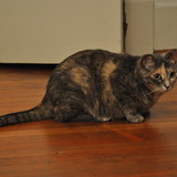 Entry image for Lola