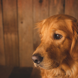 Entry image for Bentley