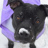 Entry image for Rosie