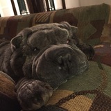 Entry image for Izzy