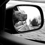 Entry image for Manny