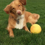 Entry image for Lily