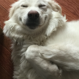 Entry image for Sasha