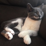 Entry image for Cricket