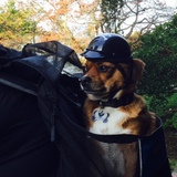 Entry image for Ottobot 