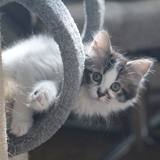 Entry image for Patches