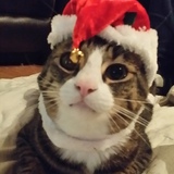 Entry image for Doyle