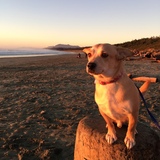 Entry image for Rupert