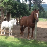 Entry image for Little Joe and Henry VIII