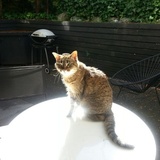 Entry image for Cleo