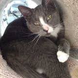 Entry image for Charlie