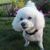 Entry image for SPUD