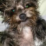 Entry image for Mitzie