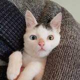 Entry image for Luca