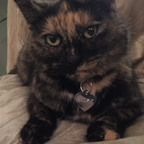 Entry image for Silky