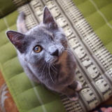 Entry image for Georgia