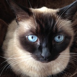 Entry image for The Muffin