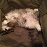 Entry image for Winston