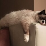 Entry image for Winston