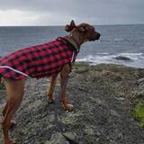 Entry image for Delilah