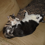 Entry image for Sir Stash and the KhaliKo Kitty