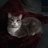 Entry image for Lola