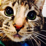 Entry image for Sophie