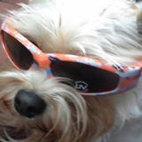 Entry image for Joey