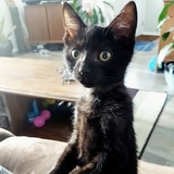 Entry image for Arahmis