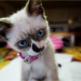 Entry image for Bella