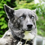 Entry image for Mysti