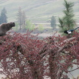 Entry image for Buckley