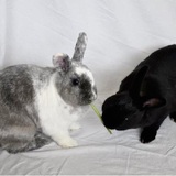 Entry image for Chevy & Nova 