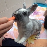 Entry image for Chevy 