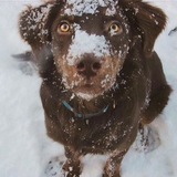 Entry image for Lexi