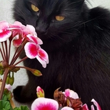 Entry image for Kitten