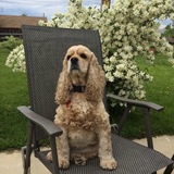 Entry image for Margarita Olive McGowan