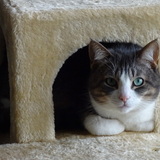 Entry image for Champ